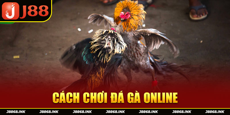 Cách Chơi Đá Gà Online J88 Bất Bại Với 5 Bí Kíp Cực Hay